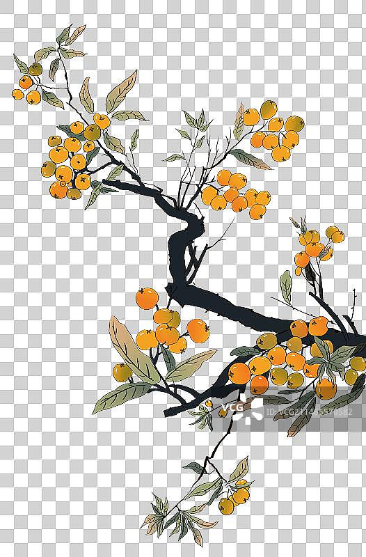 中国风水墨画枇杷树结满枇杷果元素图片素材