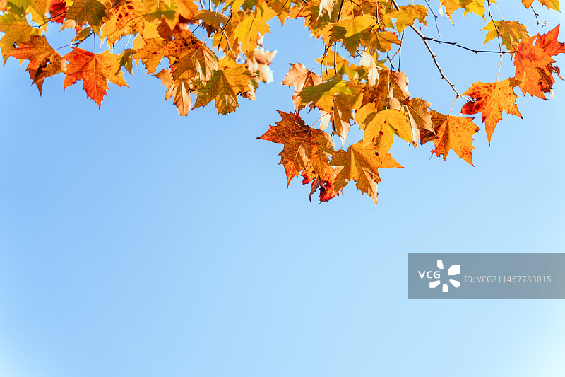 秋天蓝天下五彩斑斓的梧桐树叶图片素材