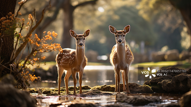 【AI数字艺术】森林公园里两只麋鹿驯鹿梅花鹿图片素材
