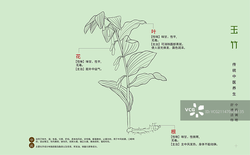 手绘中草药玉竹特写植物插画横版版式设计海报图片素材