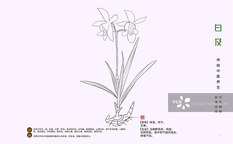 手绘中草药白及特写植物插画横版版式设计海报图片素材