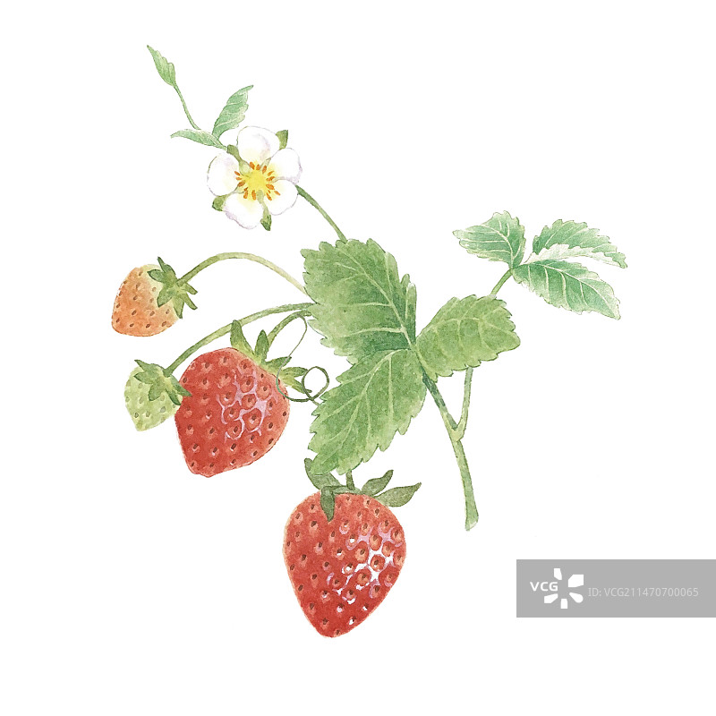 水彩手绘草莓图片素材