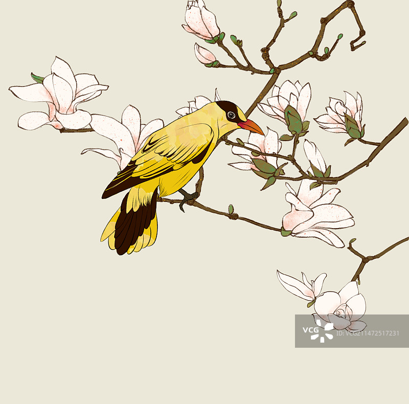 一只黄鹂鸟落在玉兰花枝上图片素材
