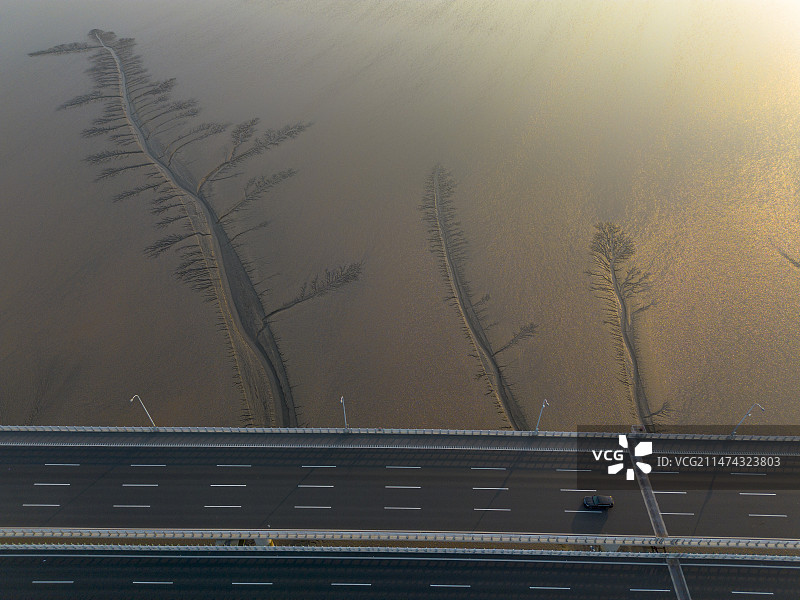冬季日出时分，浙江省海宁市钱塘江潮汐树，退潮后的大地之树与嘉绍大桥图片素材