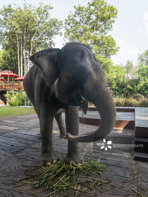 新加坡动物园的亚洲象图片素材