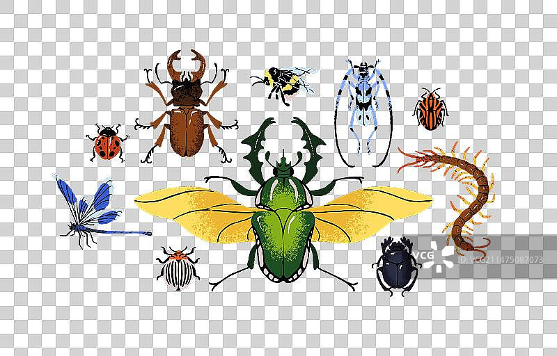 不同的节肢动物设置不同的昆虫图片素材