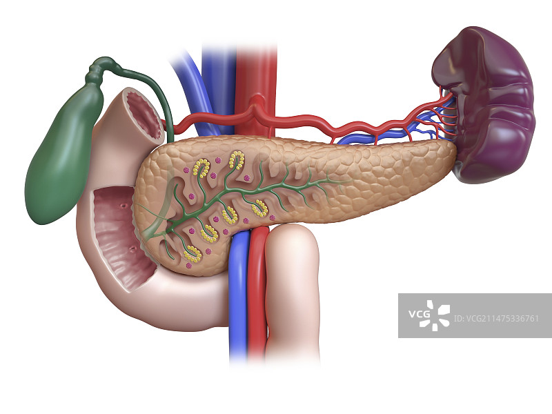 十二指肠，胰腺，脾脏和胆囊，图示图片素材