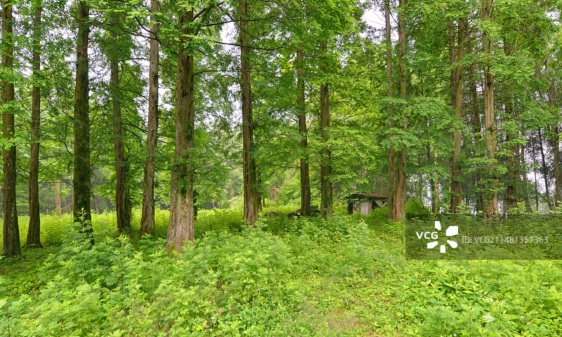 森林中的小屋，成都周边避暑康养胜地，川西卧龙，耿达熊猫坪图片素材