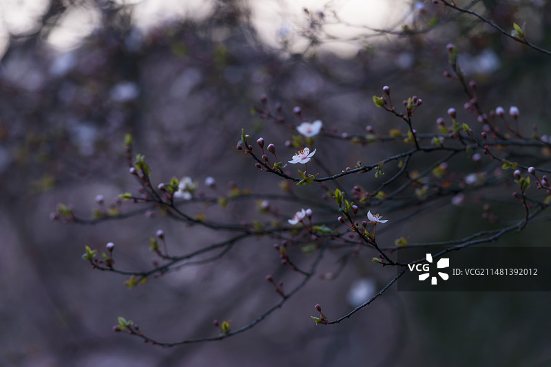 春季太子湾樱花唯美特写静物照图片素材