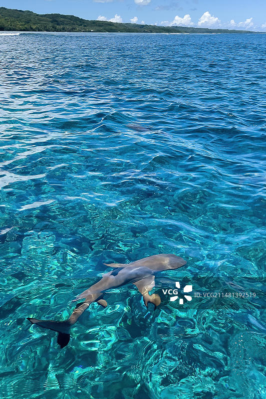 前景黑鳍礁鲨(Carcharhinus melanopterus)黑鳍礁鲨在海面下近距离游动水面上闪着绿松石色的珊瑚礁，背景左为南海岛、太平洋、雅浦岛、雅浦州、加罗林群岛、FSM、密克罗尼西亚联邦、澳大利亚、大洋洲图片素材