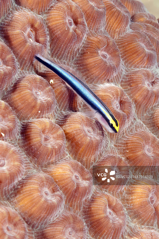 霓虹虾虎鱼鲨鼻虾虎鱼(Elacatinus evelynae)坐在石珊瑚(Acropora)上的极端特写，珊瑚息肉，加勒比海，巴哈马，中美洲图片素材