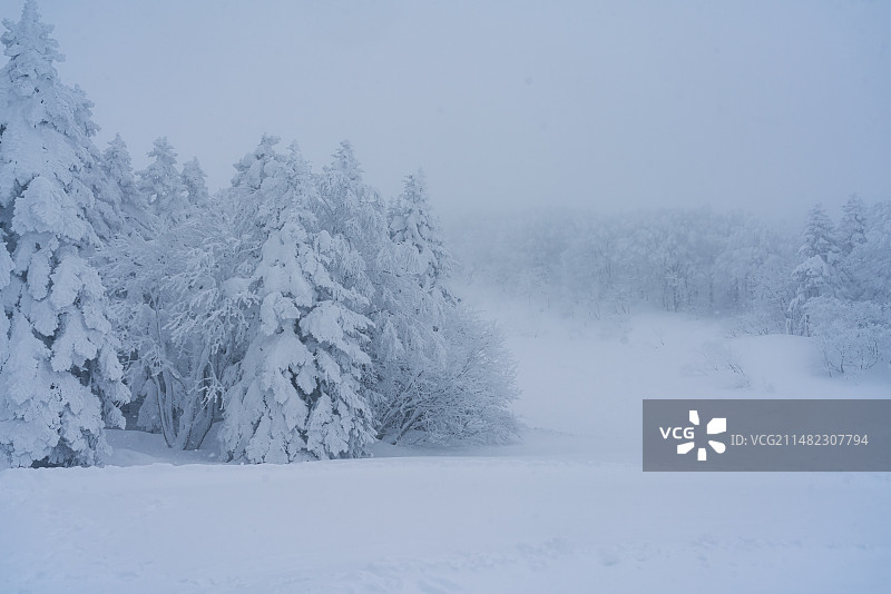 大雪覆盖的森林图片素材