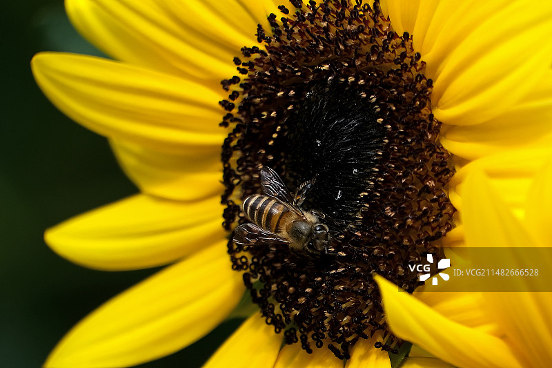 向日葵花蕊中的蜜蜂 The bee in the sunflower图片素材