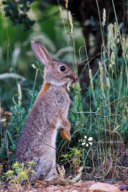 欧洲兔(Oryctolagus cuniculus)，吃草，私有财产，卡斯蒂利亚-拉曼查省，西班牙，欧洲图片素材