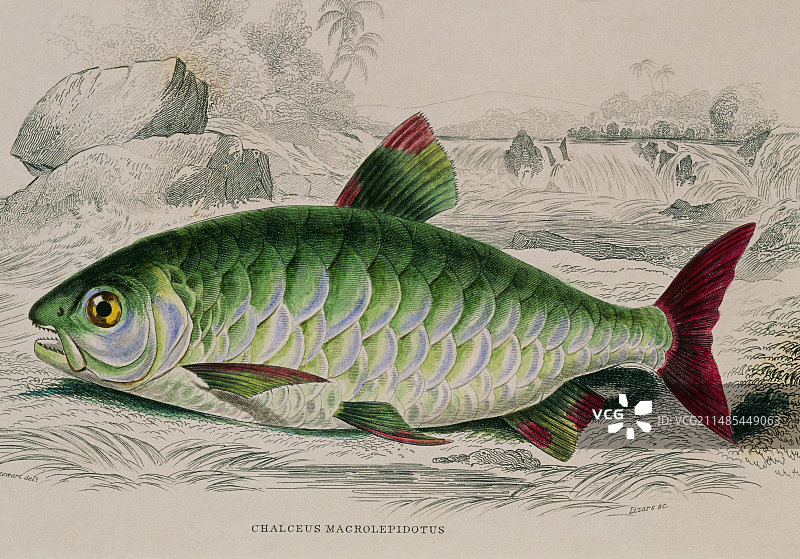 Chalceus鱼，19世纪的艺术品图片素材