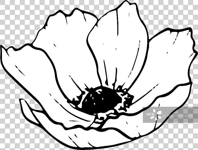 野罂粟海葵黑白线花图片素材
