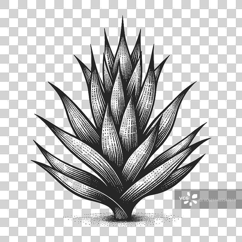 龙舌兰植物素描雕刻图片素材