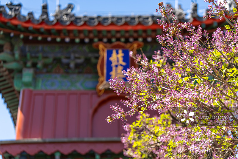 春天北京智化寺鼓楼与含苞待放的紫色丁香花图片素材