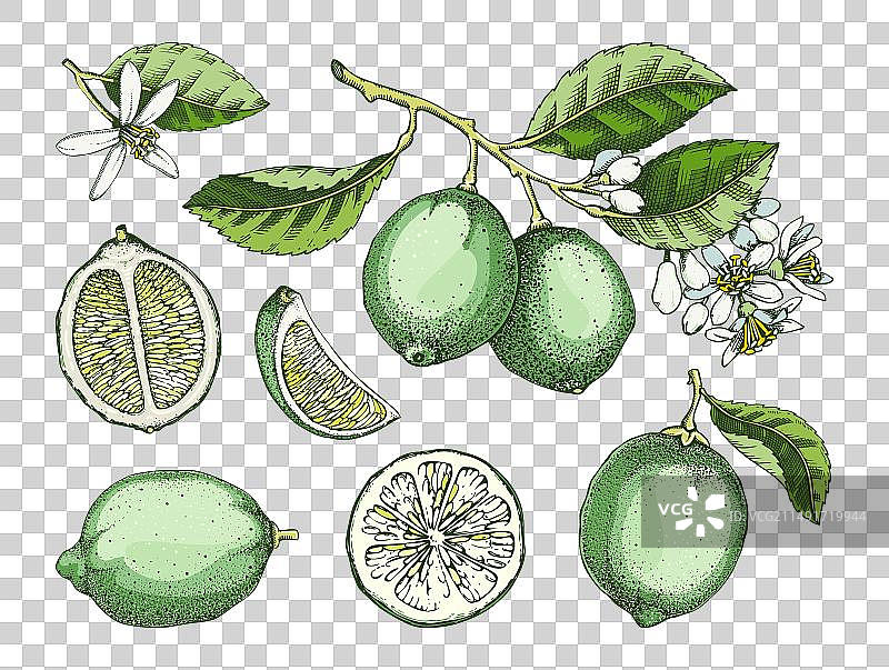 柠檬水果素描集在颜色柑橘树图片素材