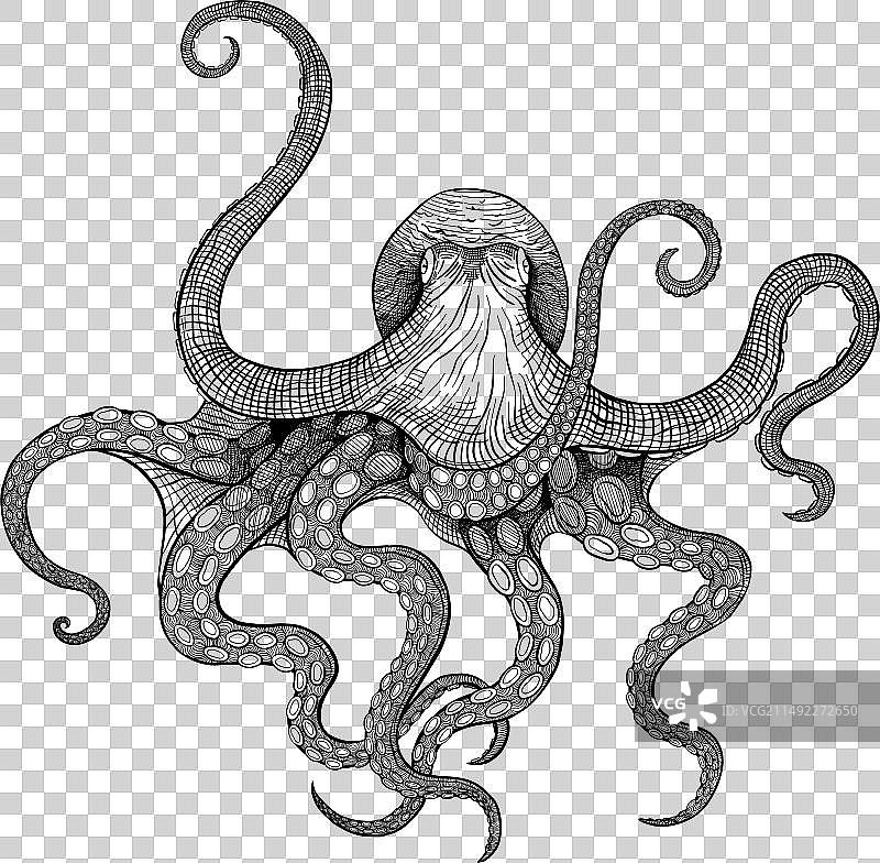 线性绘制轮廓雕刻章鱼与图片素材