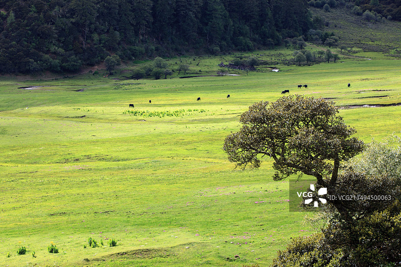 普达措国家公园自然风光图片素材