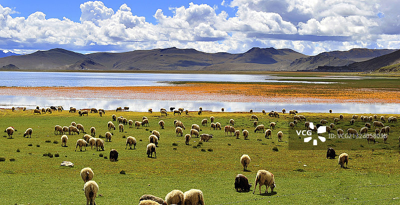 西藏草原风光图片素材