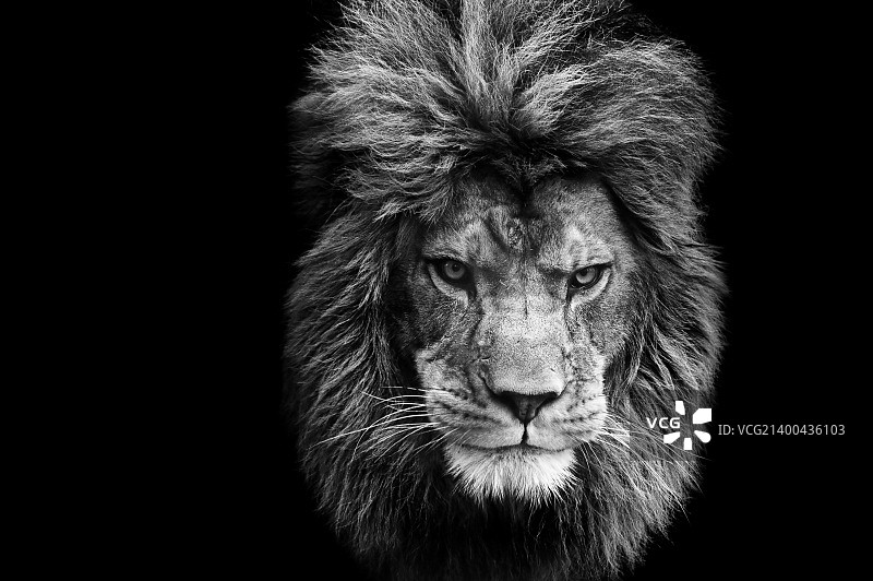 引人注目的肖像雄狮的黑色背景在单色图片素材