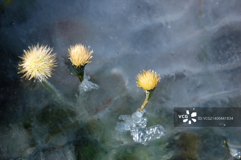 宏观近距离的花和冰的细节图片素材