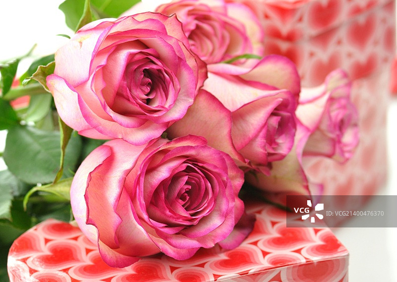 粉色玫瑰和礼盒图片素材
