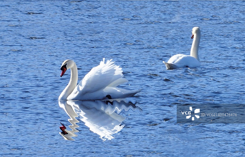 碧水湖上美丽的天鹅图片素材