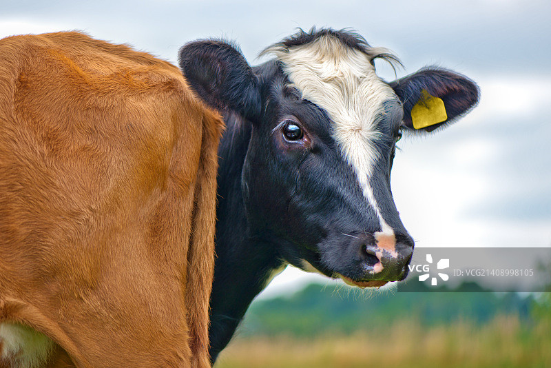 牛的年轻人图片素材