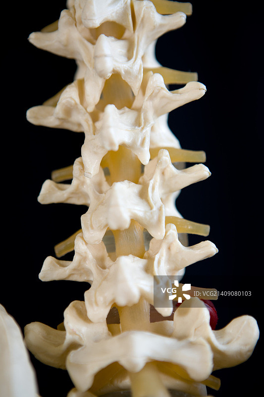 脊椎4图片素材