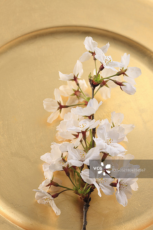 cherry blossom图片素材