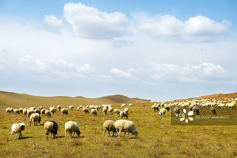 内蒙古草原羊群图片素材
