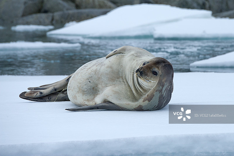 南极浮冰上的食蟹海豹图片素材