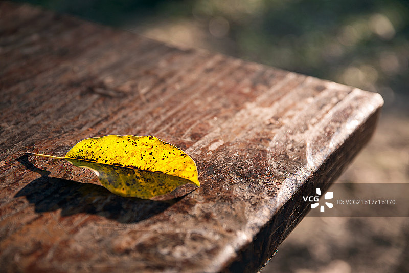 秋天阳光下木桌上的落叶图片素材