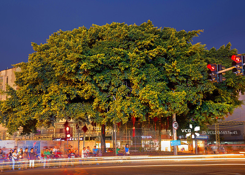 福州市市树榕树夜景图图片素材