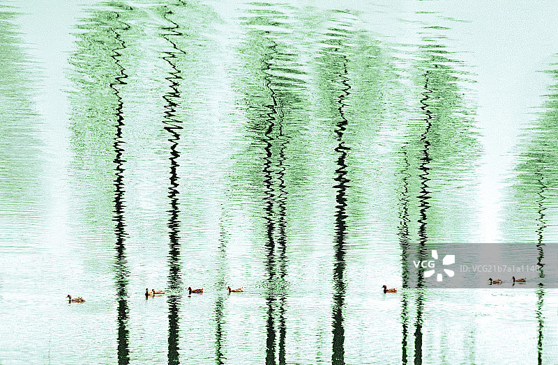 树倒映在鸭子游过的湖面图片素材