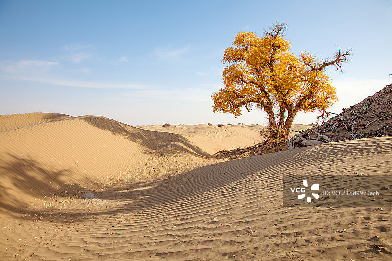 新疆塔克拉玛干沙漠里的胡杨树图片素材