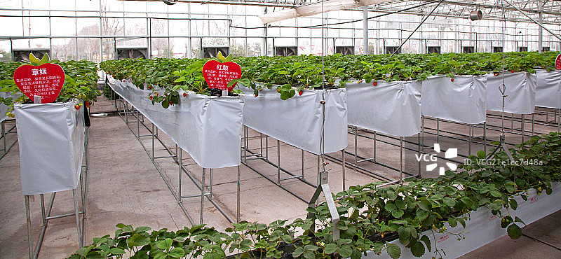 温室大棚种植草莓图片素材