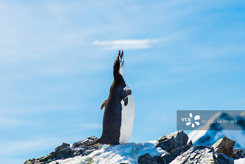 南极的企鹅图片素材