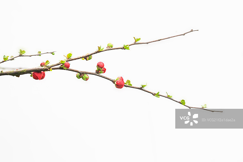 海棠花花苞枝条白底棚拍图片素材
