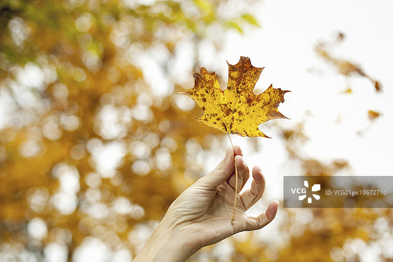 一个人的手牵着一片秋色的枫叶。图片素材