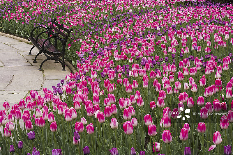 纽约的中央公园。空长凳旁的郁金香。图片素材