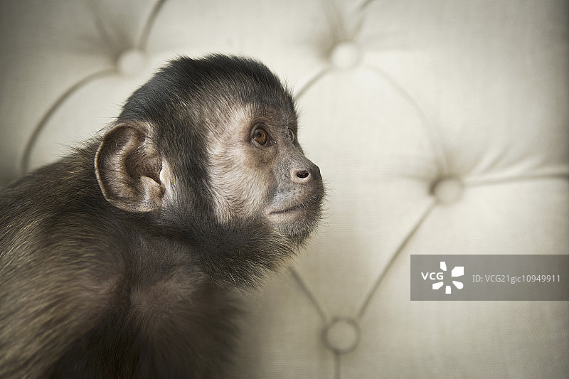 卷尾猴坐在有扣背的软垫椅子上的卷尾猴图片素材