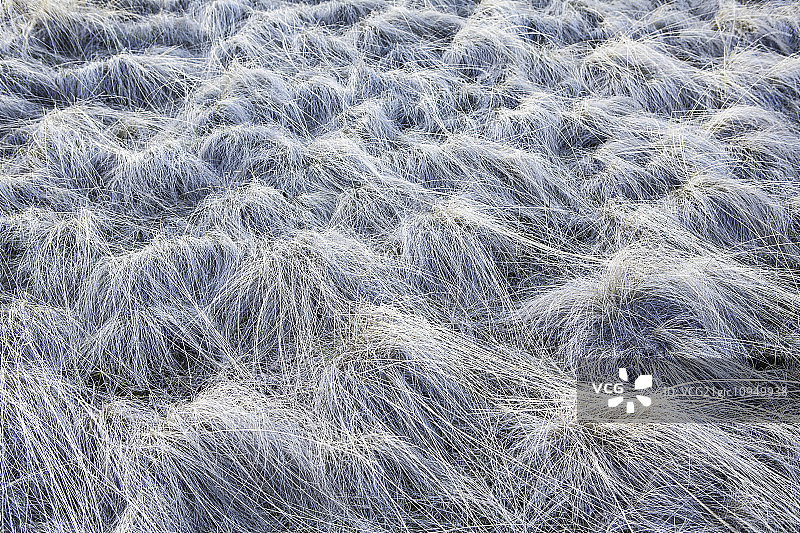 俄勒冈州约翰戴化石床的野草被霜覆盖。每一缕草上都覆盖着白色。图片素材