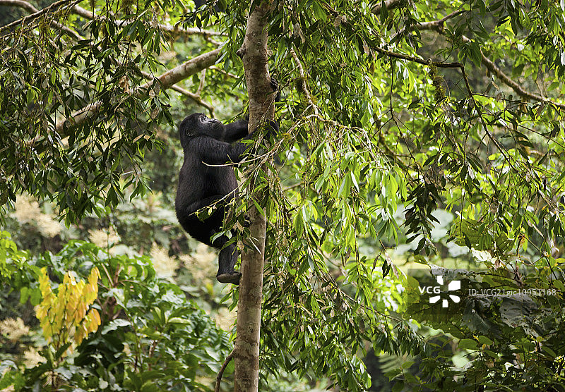 山地大猩猩少年，火山国家公园，卢旺达图片素材