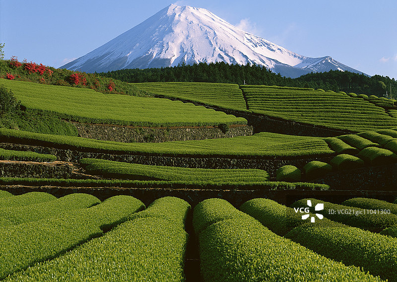 茶园和富士山图片素材