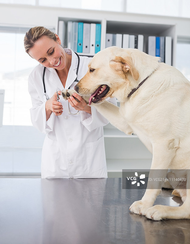 狗在诊所里被女兽医修剪爪子图片素材