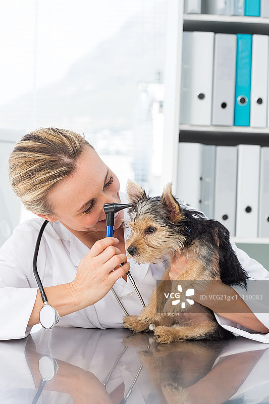 女兽医正在门诊检查犬耳图片素材
